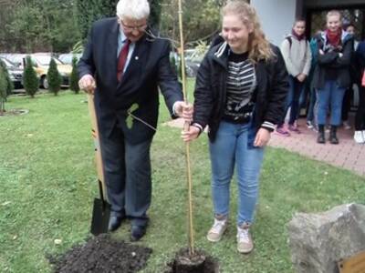 Obraz 2: ''Dąb Wolności'' rośnie pod Urzędem Gminy